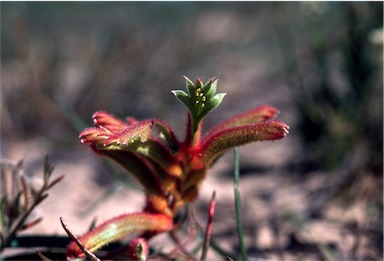 APII jpeg image of Anigozanthos humilis subsp. humilis  © contact APII