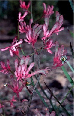 APII jpeg image of Anigozanthos 'Pink Joey'  © contact APII