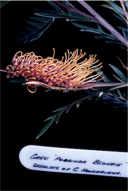 APII jpeg image of Grevillea 'Poorinda Blondie'  © contact APII