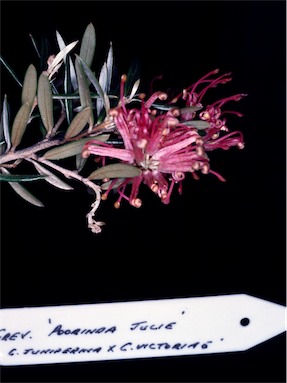 APII jpeg image of Grevillea 'Poorinda Julie'  © contact APII