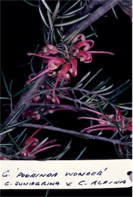 APII jpeg image of Grevillea 'Poorinda Wonder'  © contact APII