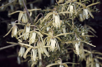 APII jpeg image of Clematis leptophylla  © contact APII