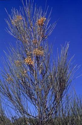 APII jpeg image of Grevillea juncifolia  © contact APII