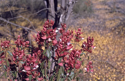 APII jpeg image of Prostanthera magnifica  © contact APII