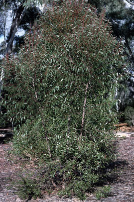 APII jpeg image of Eucalyptus ligustrina  © contact APII