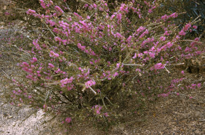 APII jpeg image of Melaleuca wilsonii  © contact APII