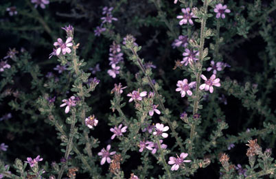 APII jpeg image of Olearia ramulosa  © contact APII