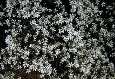 APII jpeg image of Olearia pimeleoides  © contact APII