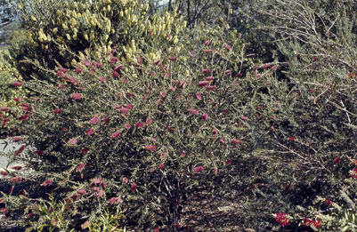 APII jpeg image of Callistemon montanus  © contact APII