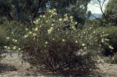 APII jpeg image of Callistemon pallidus  © contact APII