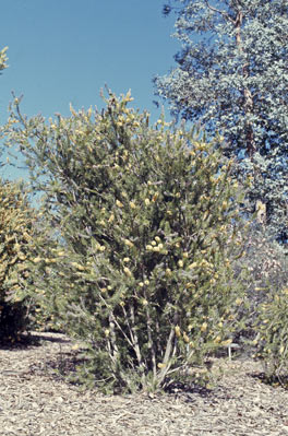 APII jpeg image of Callistemon pityoides  © contact APII