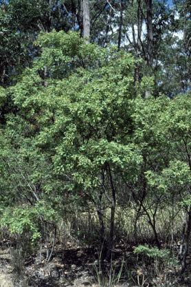 APII jpeg image of Acacia pubescens  © contact APII