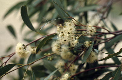 APII jpeg image of Eucalyptus porosa  © contact APII