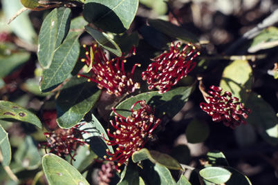 APII jpeg image of Grevillea laurifolia  © contact APII