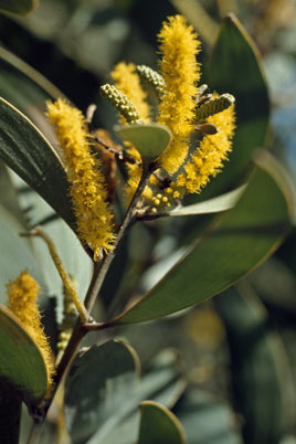 APII jpeg image of Acacia aulacocarpa  © contact APII