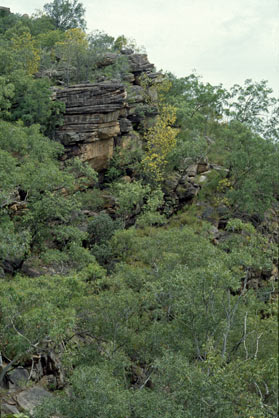 APII jpeg image of Acacia multistipulosa  © contact APII