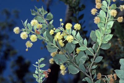 APII jpeg image of Acacia uncinata  © contact APII