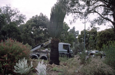 APII jpeg image of Macrozamia moorei  © contact APII