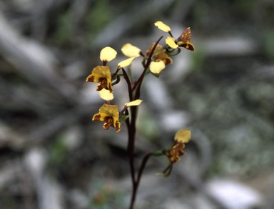 APII jpeg image of Diuris semilunulata  © contact APII