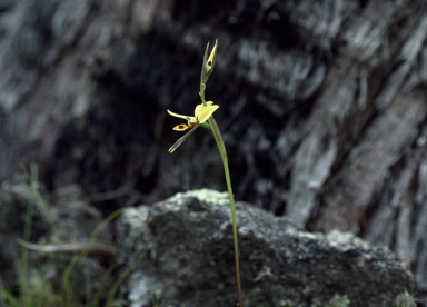 APII jpeg image of Diuris semilunulata x monticola  © contact APII