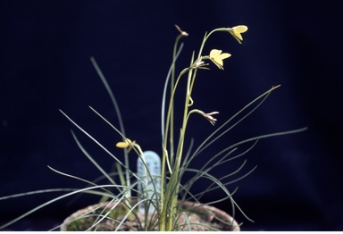 APII jpeg image of Diuris pedunculata  © contact APII