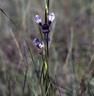 APII jpeg image of Diuris dendrobioides  © contact APII