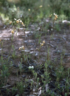 APII jpeg image of Diuris maculata  © contact APII