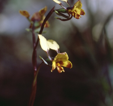 APII jpeg image of Diuris semilunulata  © contact APII