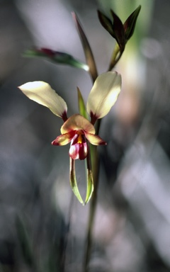 APII jpeg image of Diuris longifolia  © contact APII