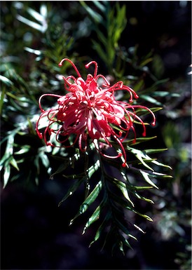 APII jpeg image of Grevillea 'Robyn Gordon'  © contact APII