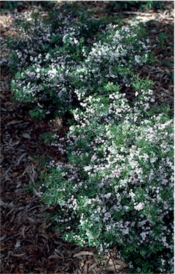 APII jpeg image of Boronia 'Sunset Serenade'  © contact APII