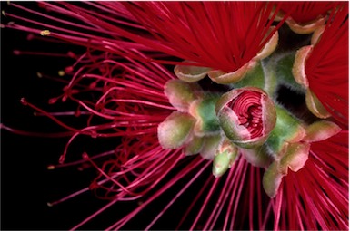 APII jpeg image of Callistemon 'Harkness'  © contact APII