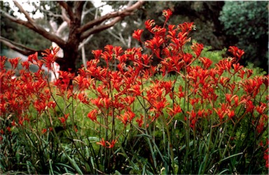 APII jpeg image of Anigozanthos 'Dwarf Delight'  © contact APII