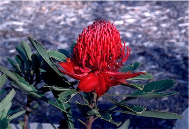 APII jpeg image of Telopea speciosissima  © contact APII