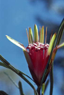 APII jpeg image of Lambertia formosa  © contact APII