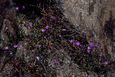 APII jpeg image of Mimulus gracilis  © contact APII