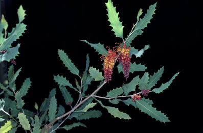 APII jpeg image of Grevillea aurea  © contact APII