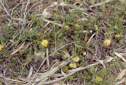 APII jpeg image of Isopogon prostratus  © contact APII