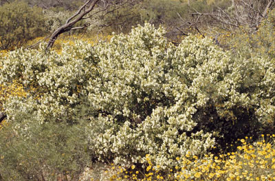 APII jpeg image of Prostanthera striatiflora  © contact APII