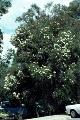 APII jpeg image of Angophora costata subsp. costata  © contact APII