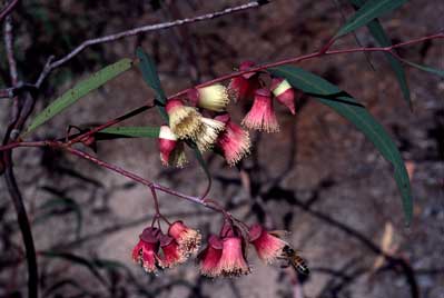 APII jpeg image of Eucalyptus synandra  © contact APII