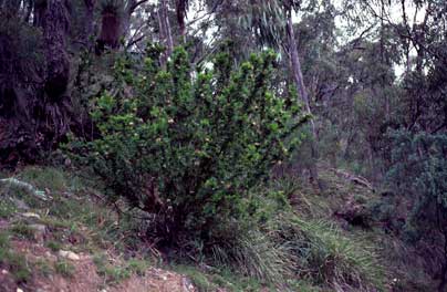 APII jpeg image of Grevillea iaspicula  © contact APII