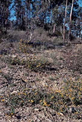 APII jpeg image of Mirbelia platylobioides  © contact APII