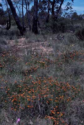 APII jpeg image of Pultenaea subspicata  © contact APII