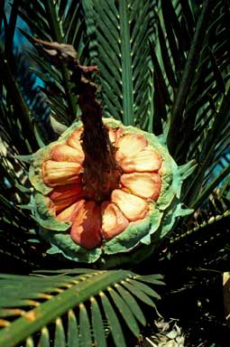 APII jpeg image of Macrozamia moorei  © contact APII