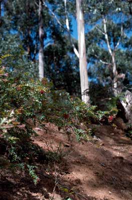 APII jpeg image of Grevillea montis-cole subsp. montis-cole  © contact APII