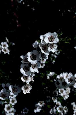 APII jpeg image of Leptospermum turbinatum  © contact APII