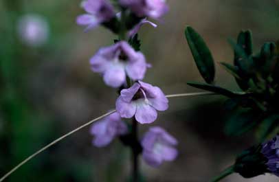 APII jpeg image of Euphrasia collina subsp. paludosa  © contact APII