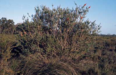 APII jpeg image of Callistemon rugulosus  © contact APII