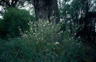 APII jpeg image of Lavatera plebeia  © contact APII